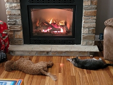 20220123_144929 Cat And Dog Ceasefire by Fireplace
